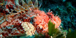 Dalmatia diving tour Dalmatia diving tour